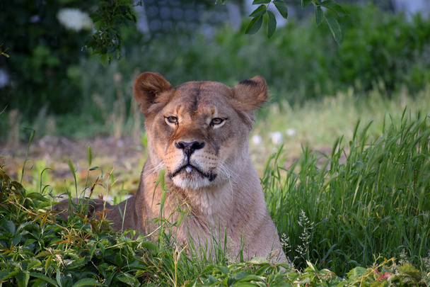 leone femmina soleggiata giornata estiva zoo
 - Foto, immagini