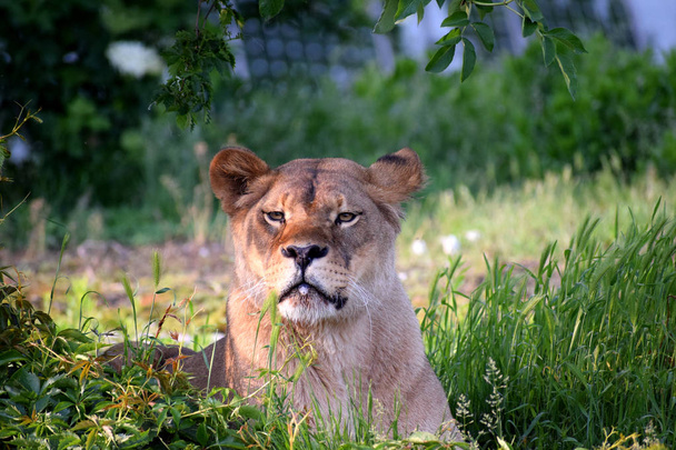 lion female sunny summer day zoo - Photo, Image