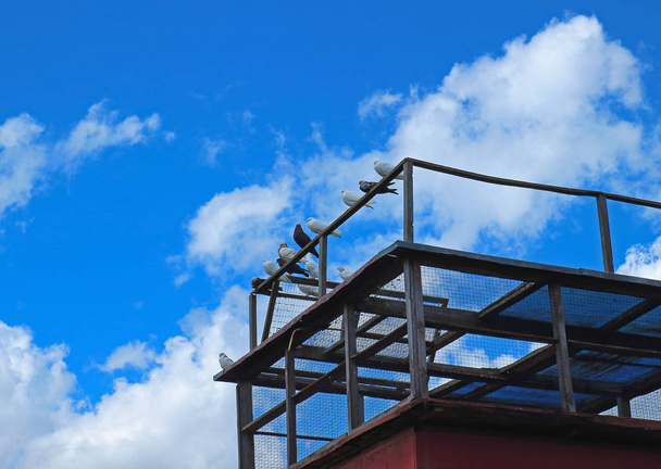 Pigeons sur le toit d'un pigeonnier
 - Photo, image