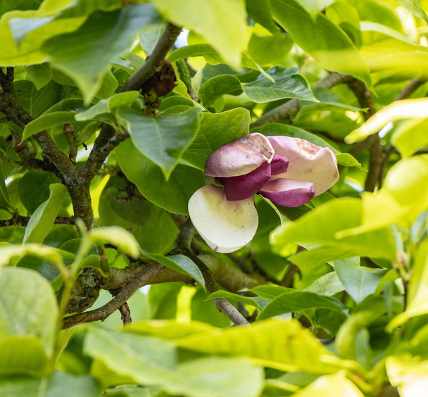 Jardins en tintinhull, grande fleur de magnolia lilliflora venant de fleurir. - Photo, image
