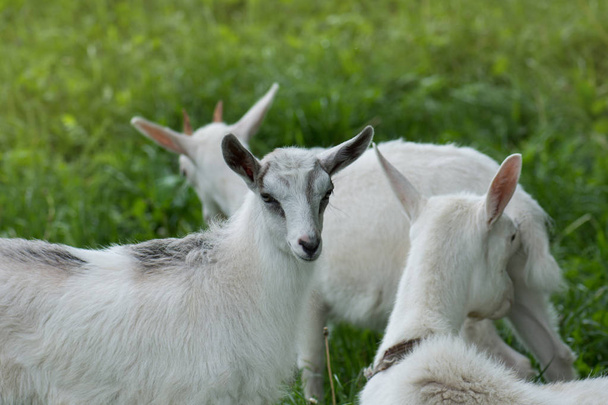 chèvre blanche avec enfants
 - Photo, image