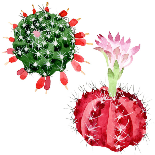 Red and green cacti isolated on white watercolor illustration set.  - Fotografie, Obrázek