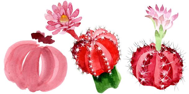 Red and green cacti isolated on white watercolor illustration set.  - Fotó, kép