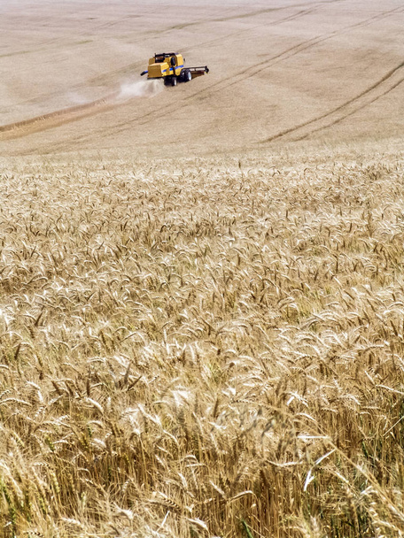 Комбайн для збирання зерна на пшеничному родовищі в Бразилії - Фото, зображення