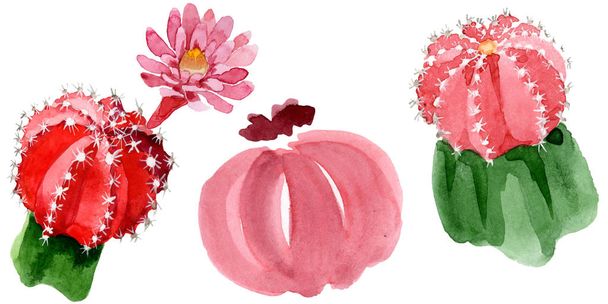 Red and green cacti isolated on white watercolor illustration set.  - Фото, зображення