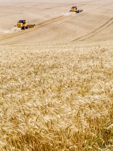 ブラジルの小麦畑で収穫機を組み合わせる - 写真・画像
