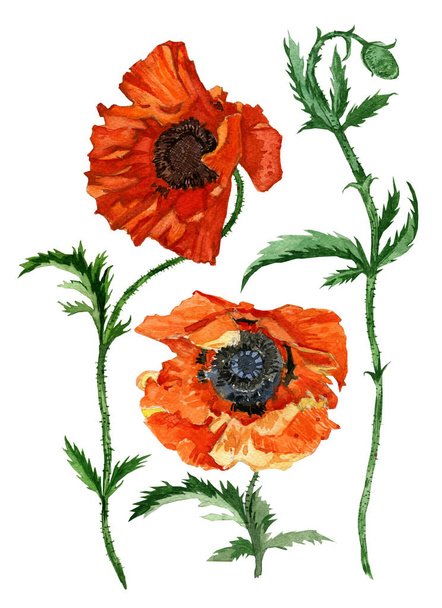 Hnad drawn watercolor set with poppies. On white. - Foto, imagen