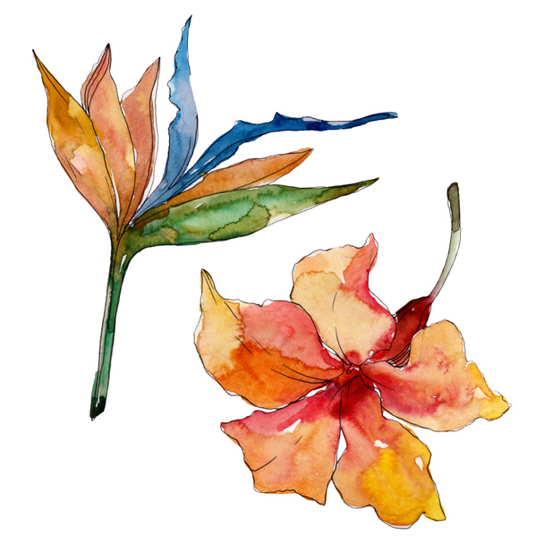 Exotic tropical hawaiian summer. Watercolor background illustration set. Isolated flowers illustration element. - Fotografie, Obrázek