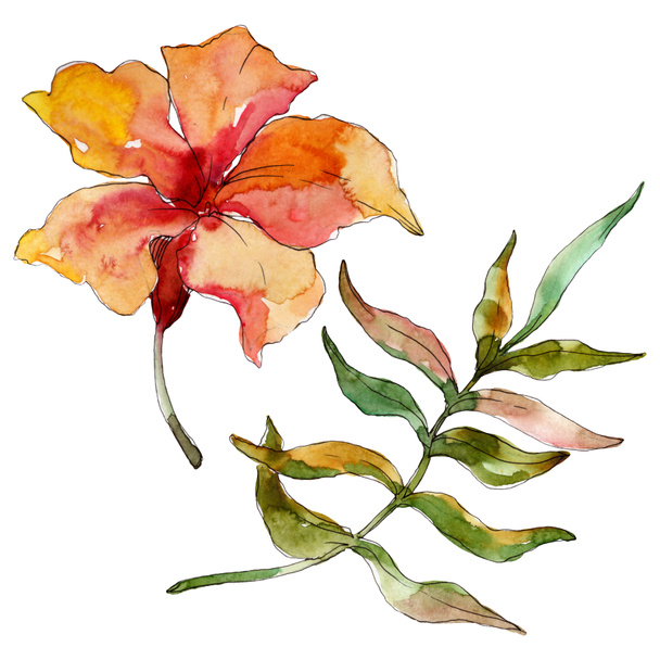 Exotic tropical hawaiian summer. Watercolor background illustration set. Isolated flowers illustration element. - 写真・画像