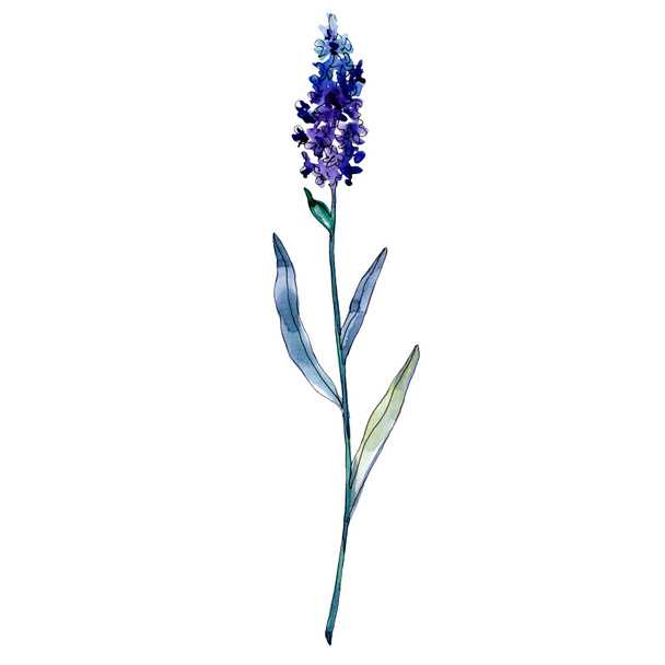 Lavender floral botanical flowers. Watercolor background illustration set. Isolated lavender illustration element. - Photo, Image