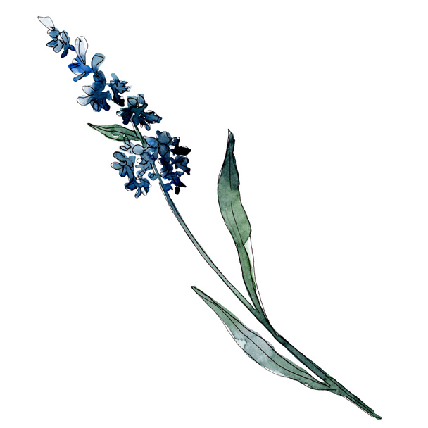 Lavender floral botanical flowers. Watercolor background illustration set. Isolated levender illustration element. - Фото, зображення