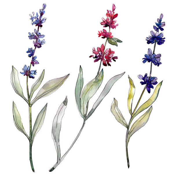 Lavender floral botanical flowers. Watercolor background illustration set. Isolated levender illustration element. - Foto, Imagem