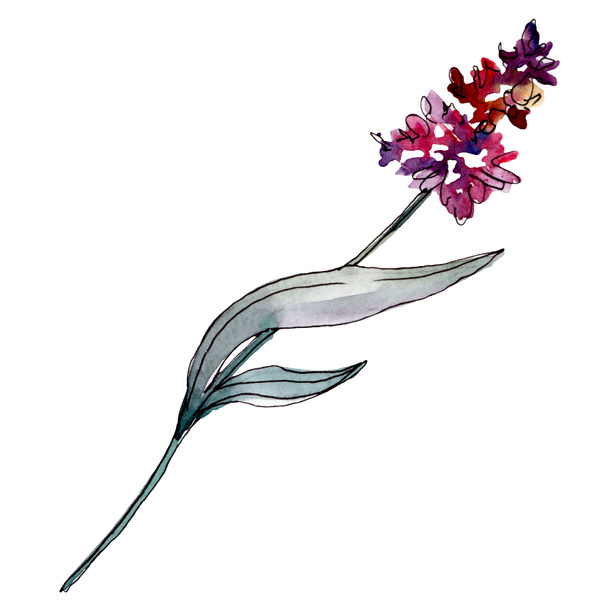 Lavender floral botanical flowers. Watercolor background illustration set. Isolated levender illustration element. - Φωτογραφία, εικόνα