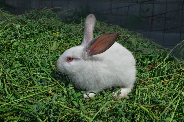 Conejo blanco esponjoso
 - Foto, imagen