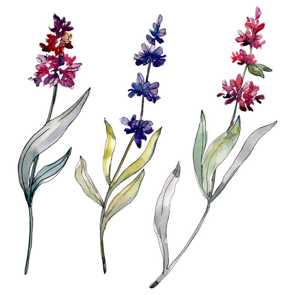 Lavender floral botanical flowers. Watercolor background illustration set. Isolated levender illustration element. - Photo, image
