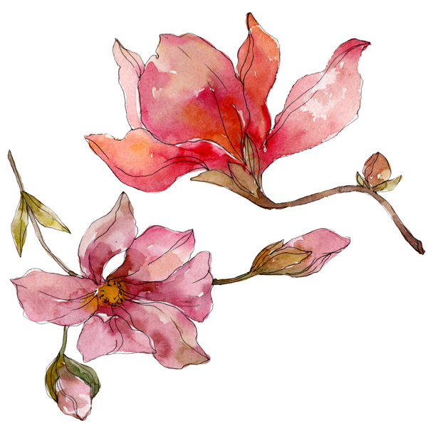 Camelia floral botanical flowers. Watercolor background illustration set. Isolated camelia illustration element. - 写真・画像