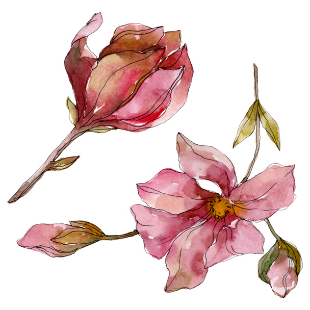 Camelia floral botanical flowers. Watercolor background illustration set. Isolated camelia illustration element. - Φωτογραφία, εικόνα