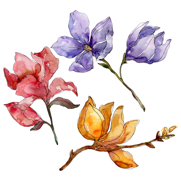 Camelia floral botanical flowers. Watercolor background illustration set. Isolated camelia illustration element. - Foto, immagini