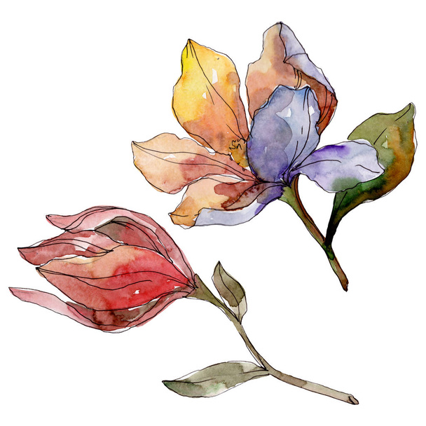 Camelia floral botanical flowers. Watercolor background illustration set. Isolated camelia illustration element. - Fotoğraf, Görsel