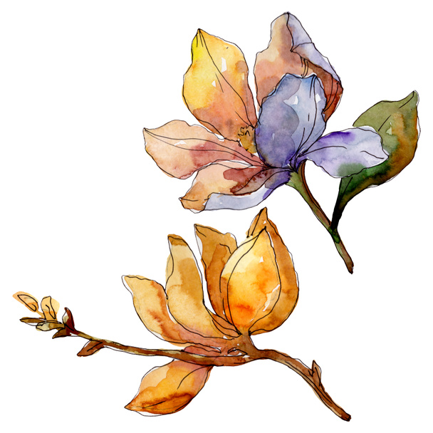 Camelia floral botanical flowers. Watercolor background illustration set. Isolated camelia illustration element. - Foto, Imagem