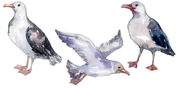 Sky bird seagull in a wildlife. Wild freedom, bird with a flying wings. Watercolor background illustration set. Watercolour drawing fashion aquarelle isolated. Isolated gull illustration element. - Photo, Image