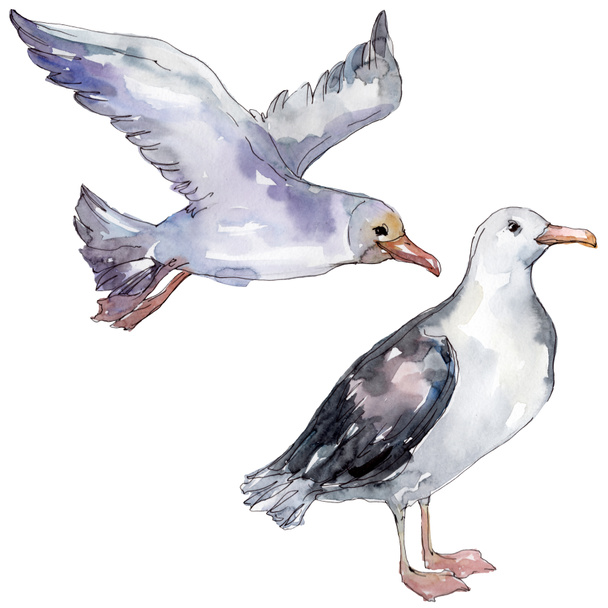 Sky bird seagull in a wildlife. Wild freedom, bird with a flying wings. Watercolor background illustration set. Watercolour drawing fashion aquarelle isolated. Isolated gull illustration element. - Photo, Image