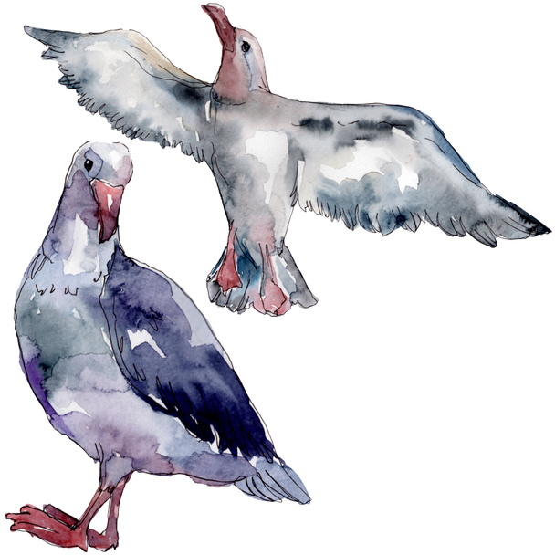 Sky bird seagull in a wildlife. Wild freedom, bird with a flying wings. Watercolor background illustration set. Watercolour drawing fashion aquarelle isolated. Isolated gull illustration element. - 写真・画像