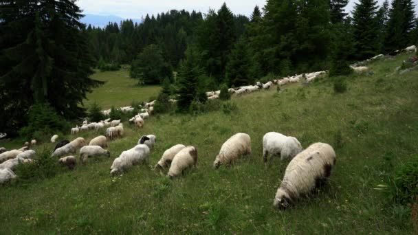 Sheep on the mountain graze grass - Filmati, video