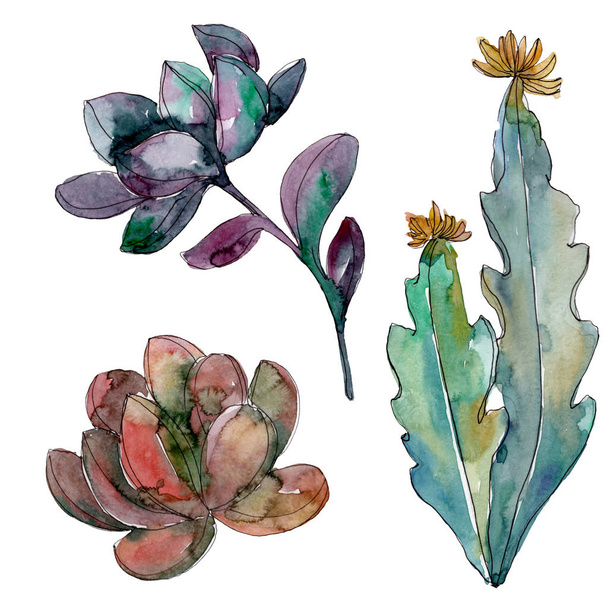 Succulents floral botanical flowers. Wild spring leaf wildflower isolated. Watercolor background illustration set. Watercolour drawing fashion aquarelle. Isolated succulent illustration element. - Photo, Image