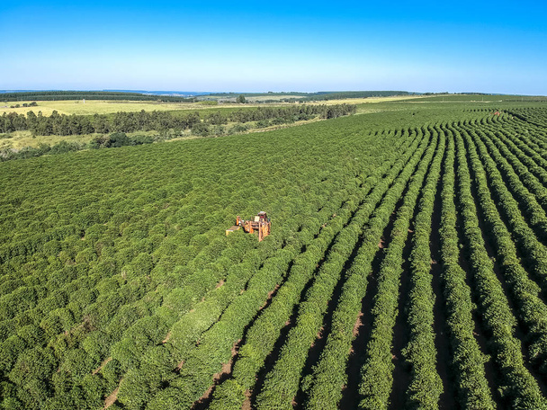Aerial view of coffee mechanized harvesting in Brazil. - Fotoğraf, Görsel