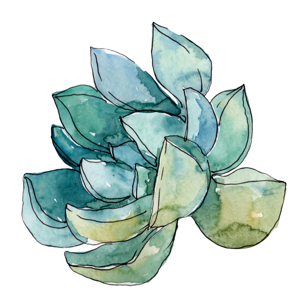 Succulents floral botanical flowers. Wild spring leaf wildflower. Watercolor background illustration set. Watercolour drawing fashion aquarelle. Isolated succulent illustration element. - Photo, Image