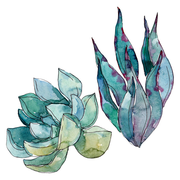 Succulents floral botanical flowers. Wild spring leaf wildflower. Watercolor background illustration set. Watercolour drawing fashion aquarelle. Isolated succulent illustration element. - Φωτογραφία, εικόνα