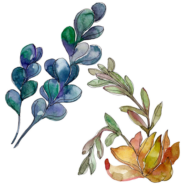 Succulents floral botanical flowers. Wild spring leaf wildflower. Watercolor background illustration set. Watercolour drawing fashion aquarelle. Isolated succulent illustration element. - 写真・画像