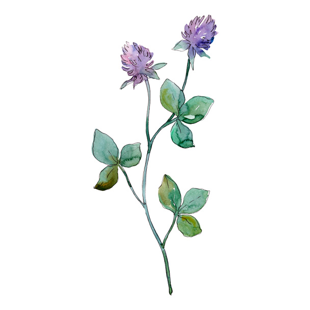 Wildflowers floral botanical flowers. Watercolor background illustration set. Isolated flowers illustration element. - Foto, Imagem