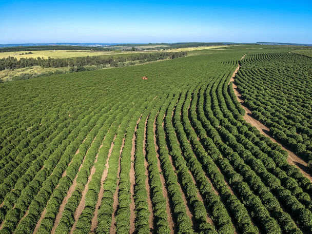 Aerial view of coffee mechanized harvesting in Brazil. - Foto, afbeelding