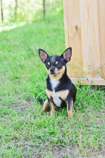 Porträt eines Chihuahuas vor dem Hintergrund sommerlichen Grüns - Foto, Bild
