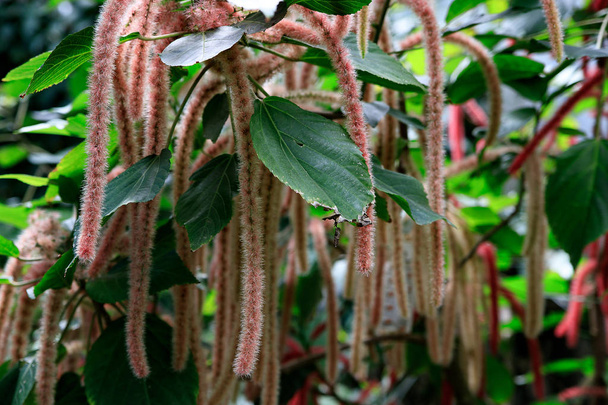chenille plant Acalypha hispida with long fuzzy flowers - Photo, Image