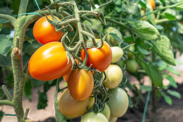 Napůl zralá nádherná rajčata na větvi ve skleníku. Ekologické domácí produkce potravin. Koncepce zdravých potravin a ekologických produktů - Fotografie, Obrázek