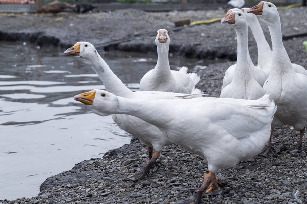 білі гуси на фермі, смішні гуси, чекають, щоб їх нагодували
 - Фото, зображення