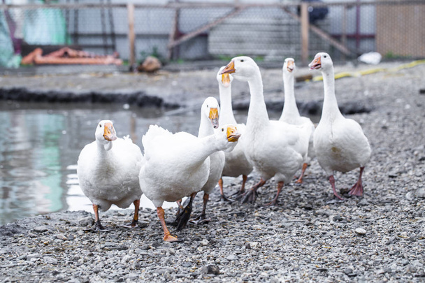 білі гуси на фермі, смішні гуси, чекають, щоб їх нагодували
 - Фото, зображення