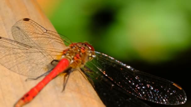 Dragonfly zbliżenie siedzi na drewnianej powierzchni odpoczynku nasłonecznienia makro wideo 1080p klip za pomocą zoomu i ruchu kamery podczas fotografowania - Materiał filmowy, wideo