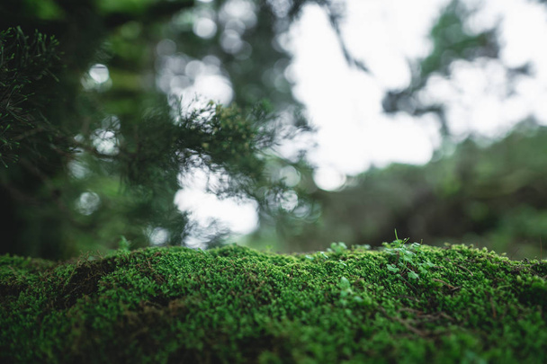  Moss and fern,Forest Rain and fog in the forest - Photo, image
