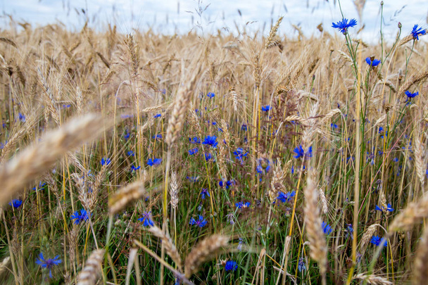 golden wheat field with cornflowers on a sunny day - Photo, Image