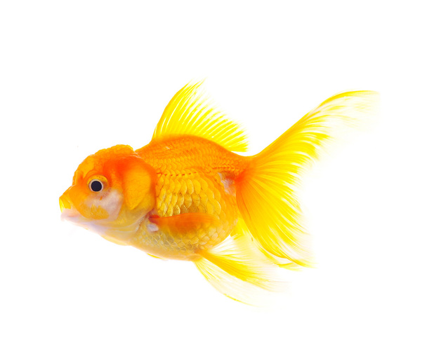 Золотая рыба
. - Фото, изображение