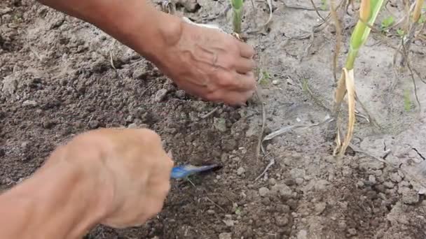 Garlic already ripened. Farmer behind work. He digs out ripe garlic in July - Materiał filmowy, wideo