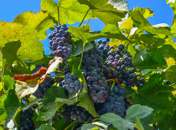 виноград на лозе - Фото, изображение