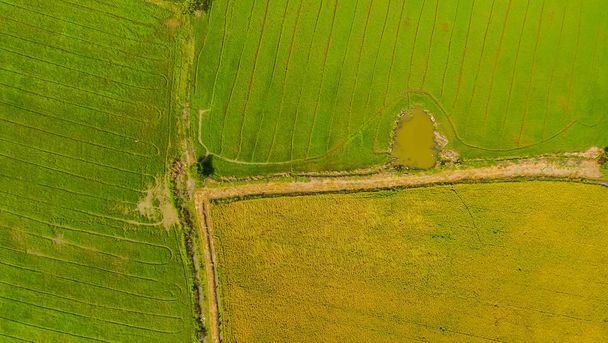 Aerial view shot from drone of the beautiful paddy fields with green young sprouts in farming organic harvest with rice. Image of beautiful Terraced rice field in water season take photo from drone. - Fotografie, Obrázek