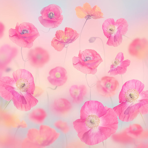  Pastel bloemen achtergrond met klaprozen - Foto, afbeelding