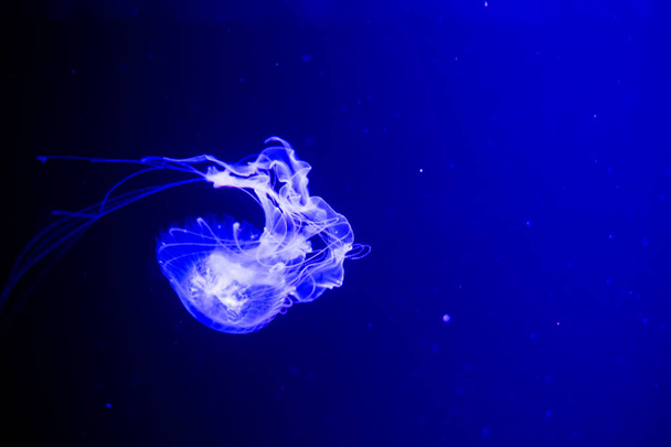fluorescent jellyfish swimming in an aquarium pool. transparent jellyfish underwater shots with a glowing jellyfish. Jellyfish swimming loop purple - Zdjęcie, obraz