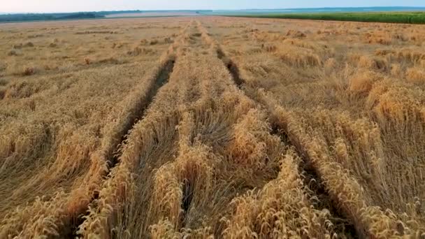 航空写真 作物小麦が豪雨に陥った。悪天候の問題は農家にとって深刻な問題であり、作物の損失を脅かす. - 映像、動画